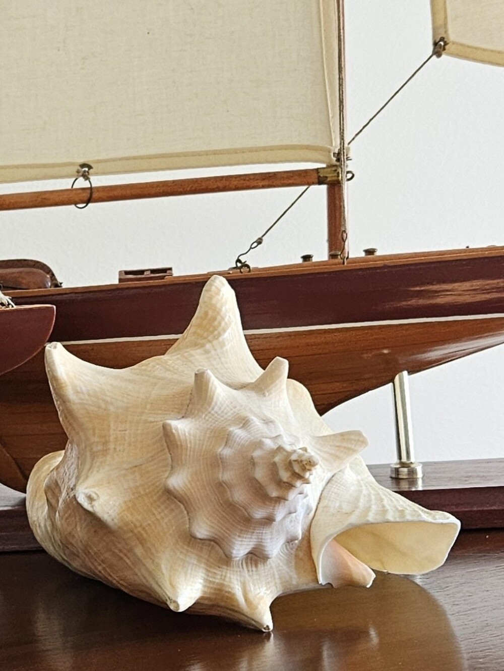 Large Natural Queen Conch Shell 9” Coastal Beach Decor